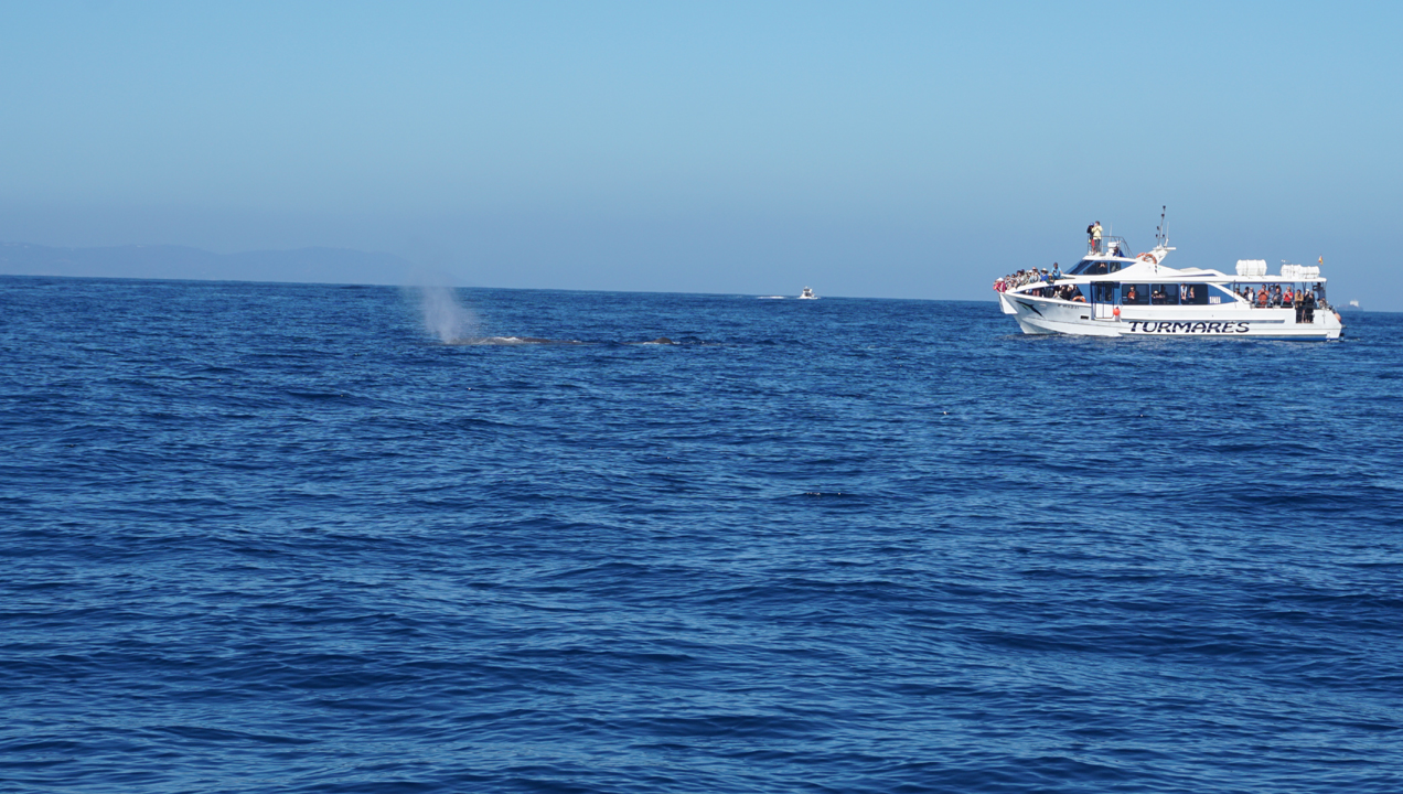 soplo-chachalote-turmares-jackeline