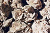 rodadeldesierto